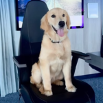 Icon of the Seas Has a New, Furry Friend: Rover the Dog